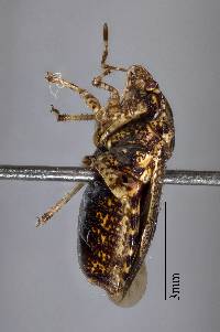 Priapismus maculatus image