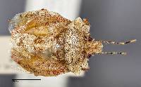 Image of Pelidnocoris majusculus