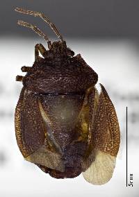 Image of Alitocoris parvus
