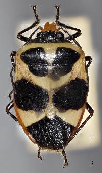 Arocera spectabilis image