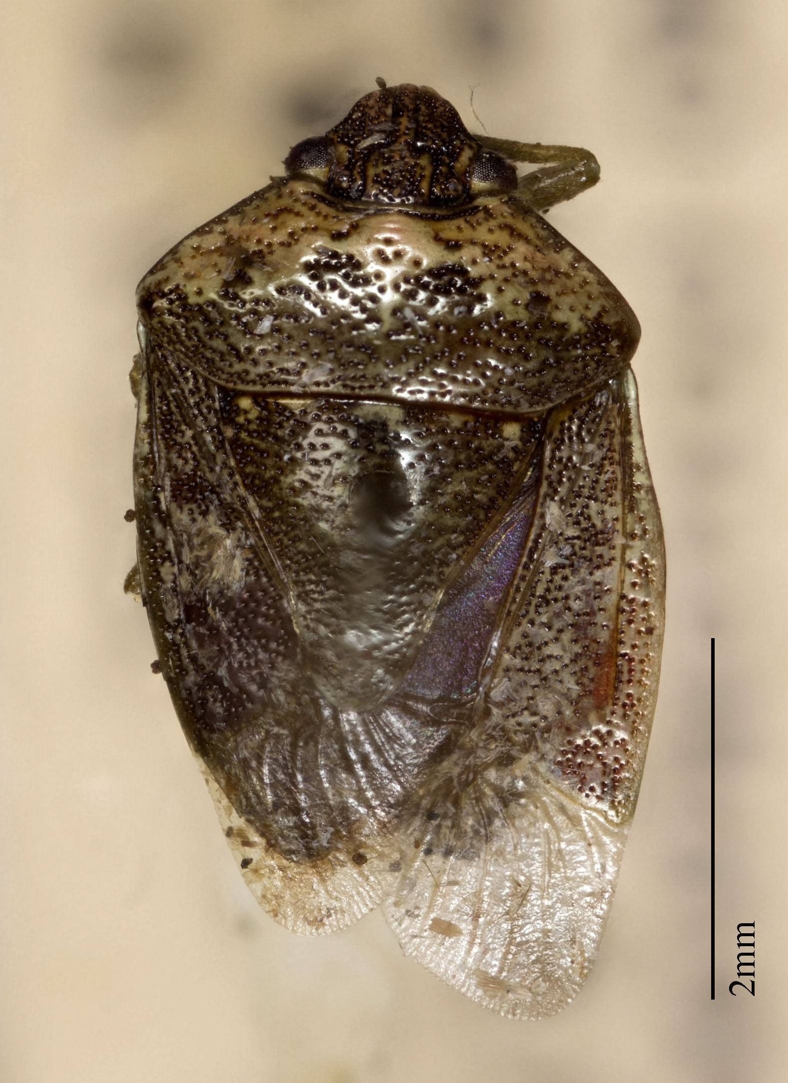 Banasa pygmaea image