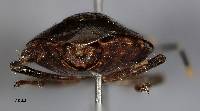 Antiteuchus panamensis image