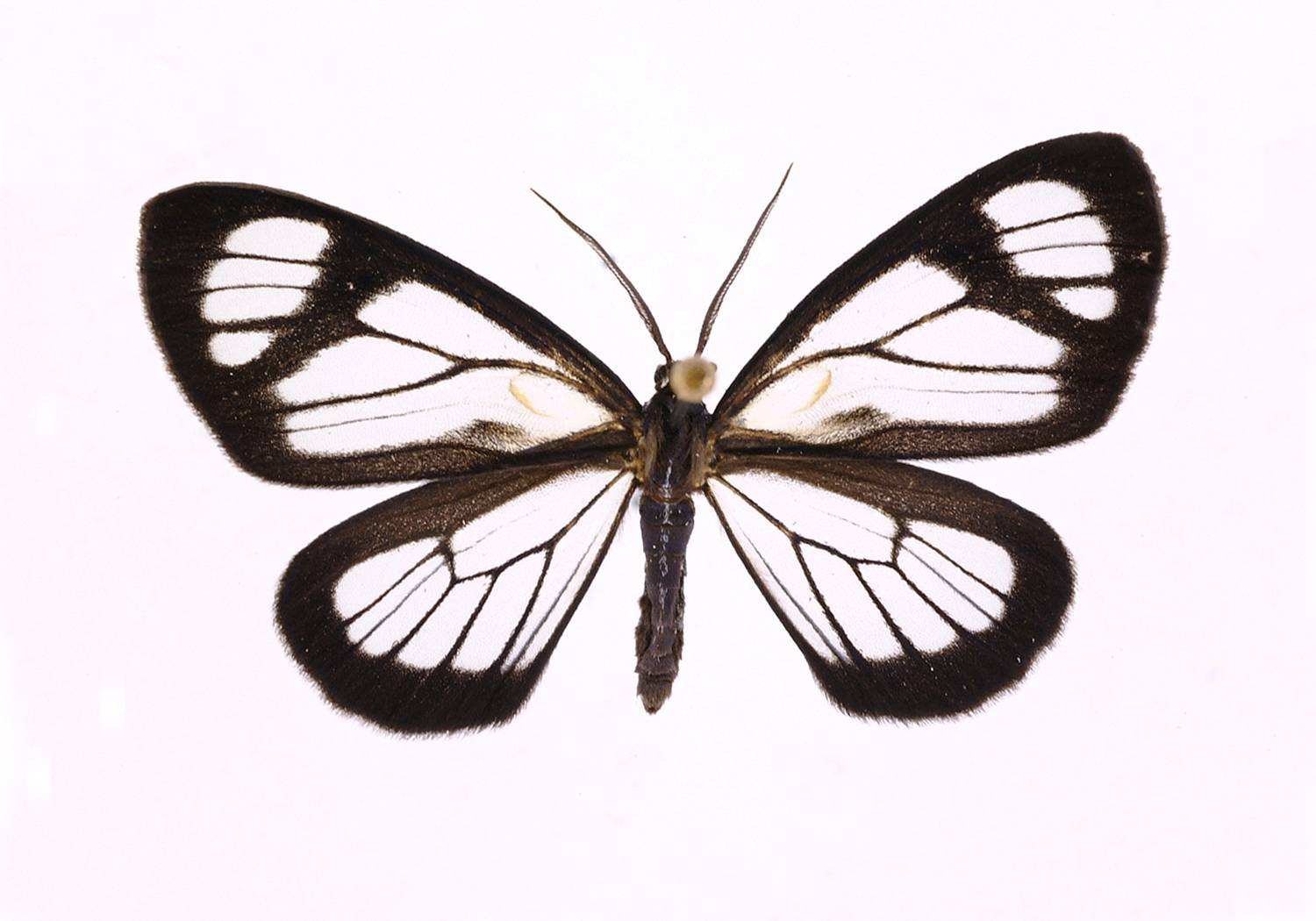 Pseudomennis dioptoides image