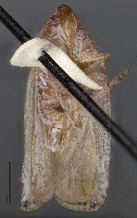 Myconus uniformis image