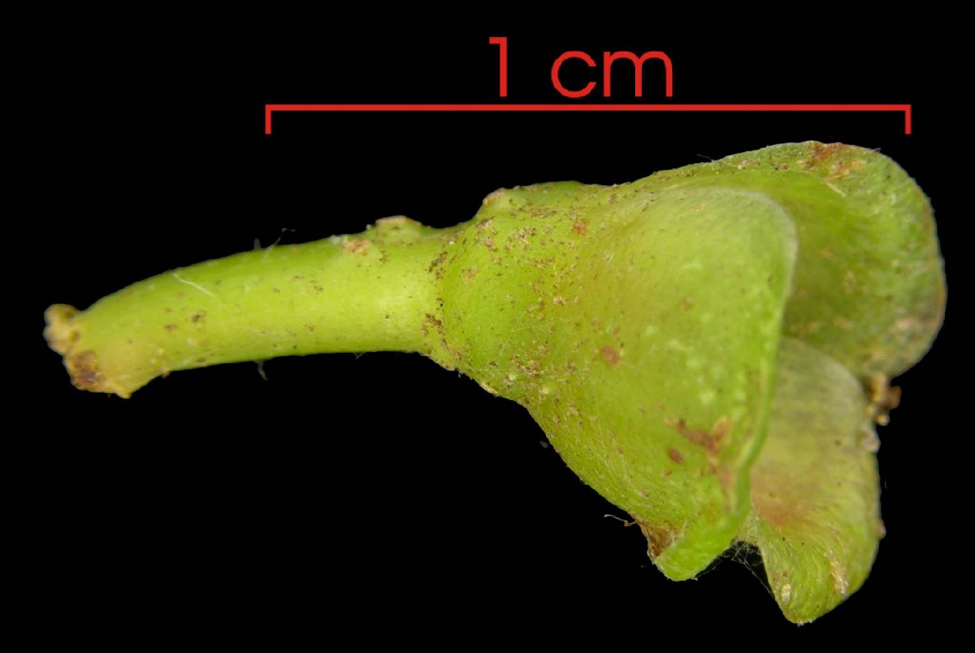 Topobea parasitica image