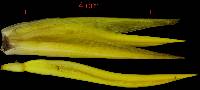 Heliconia irrasa image