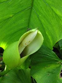 Philodendron jacquinii image