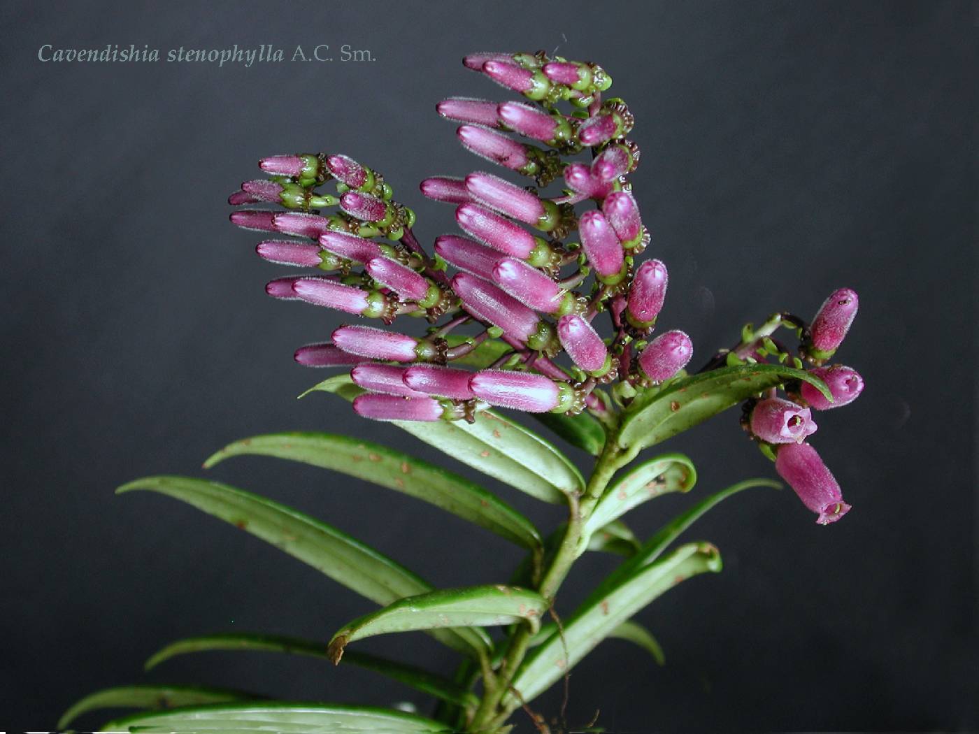 Cavendishia stenophylla image