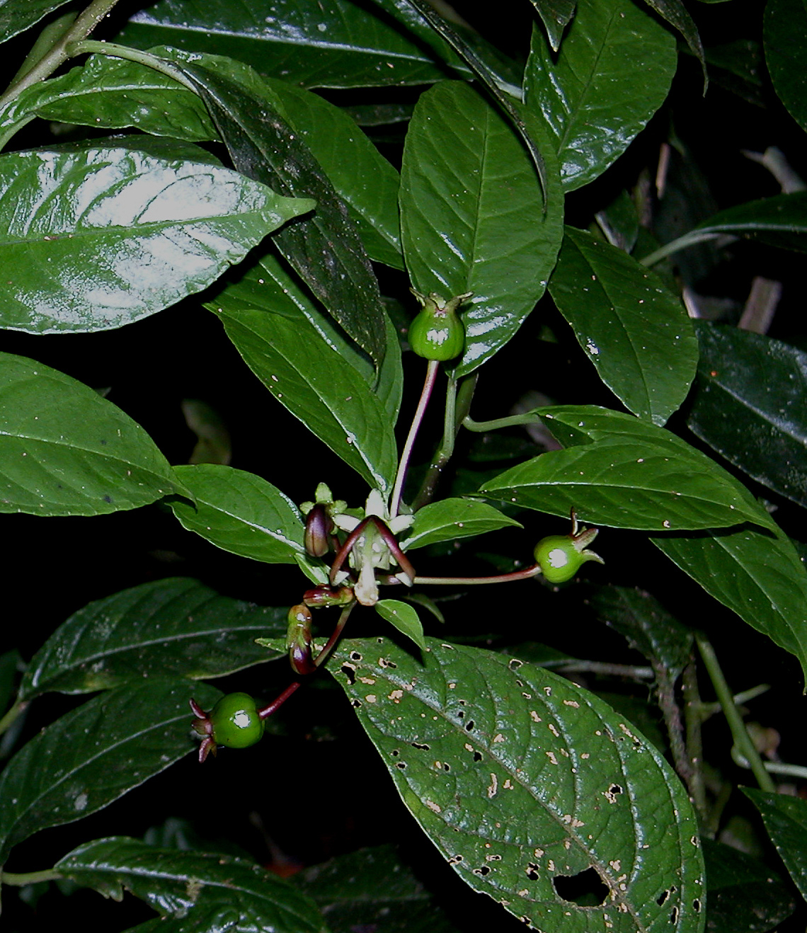 Campanulaceae image