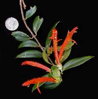 Columnea billbergiana image