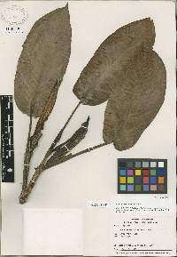 Image of Philodendron immixtum