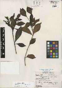 Image of Psychotria bakeri