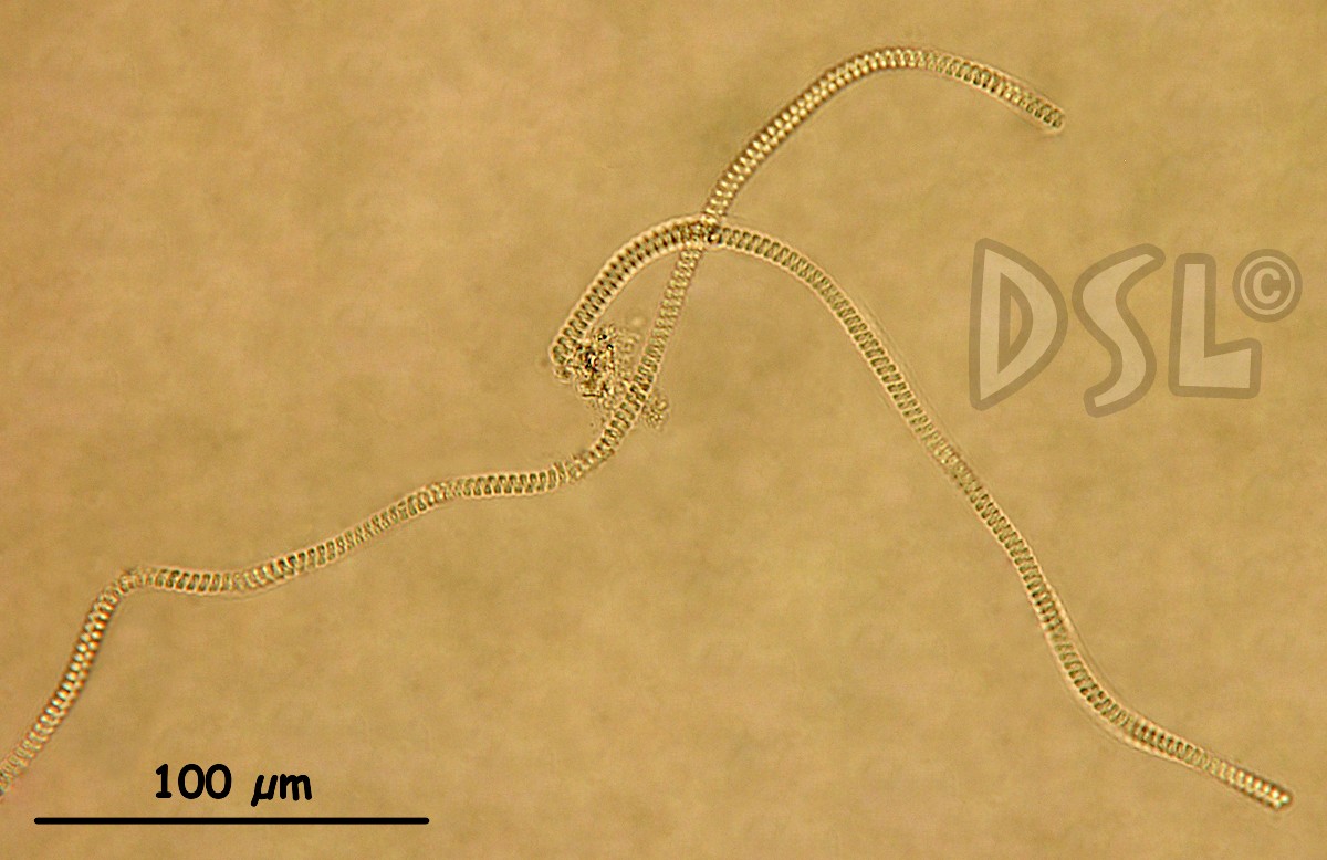 Spirulina versicolor image
