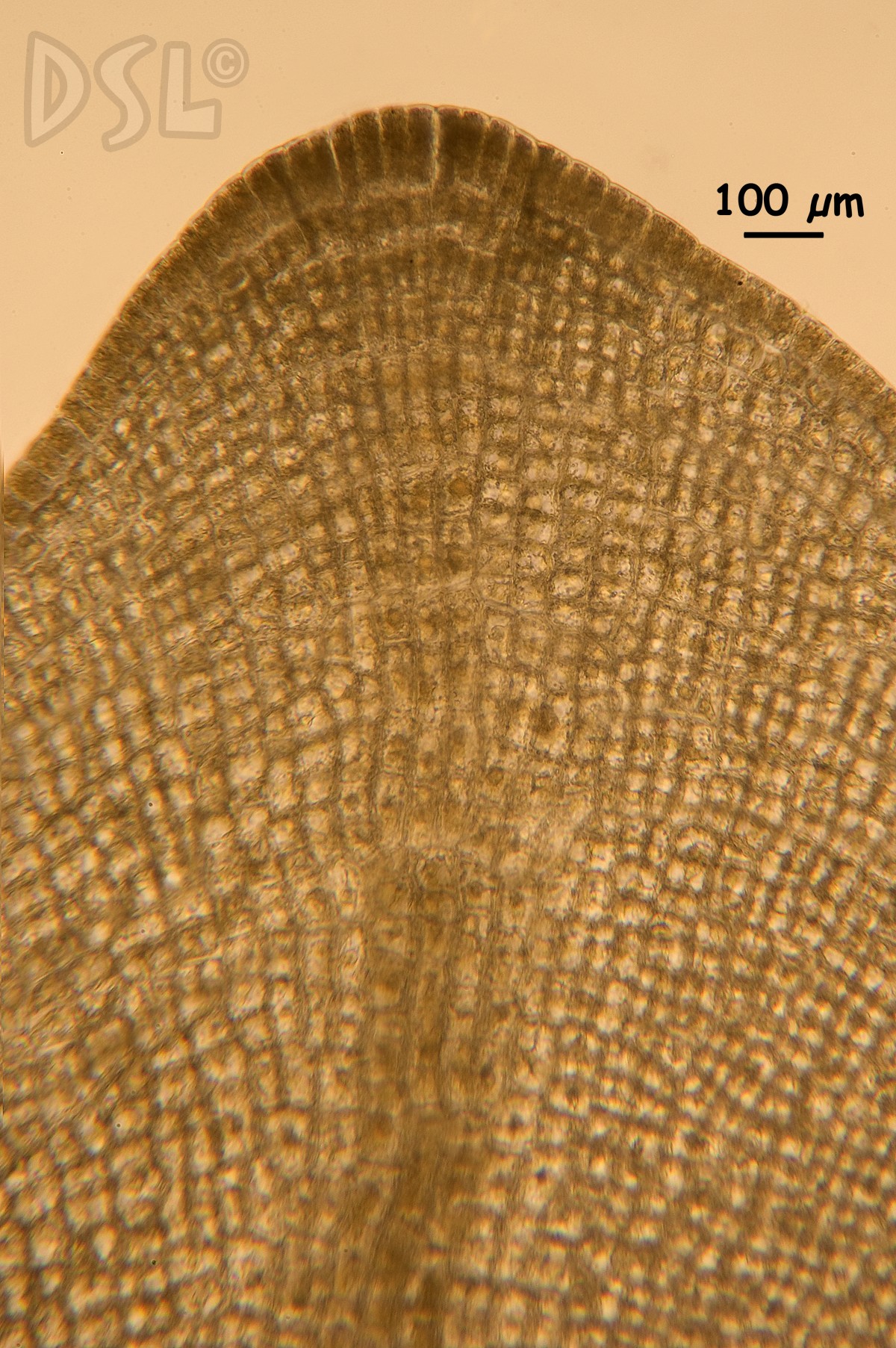 Dictyopteris repens image