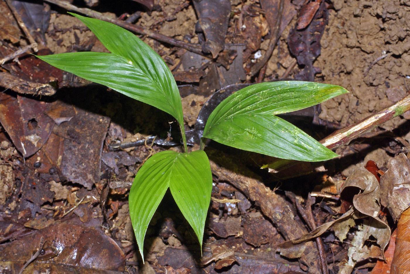 Geonoma cuneata image