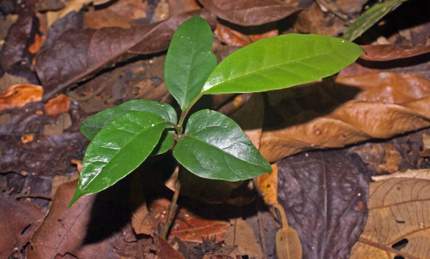 Olacaceae image