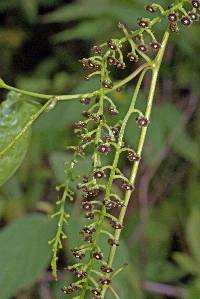 Dioscorea mexicana image