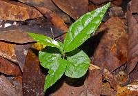 Mortoniodendron anisophyllum image