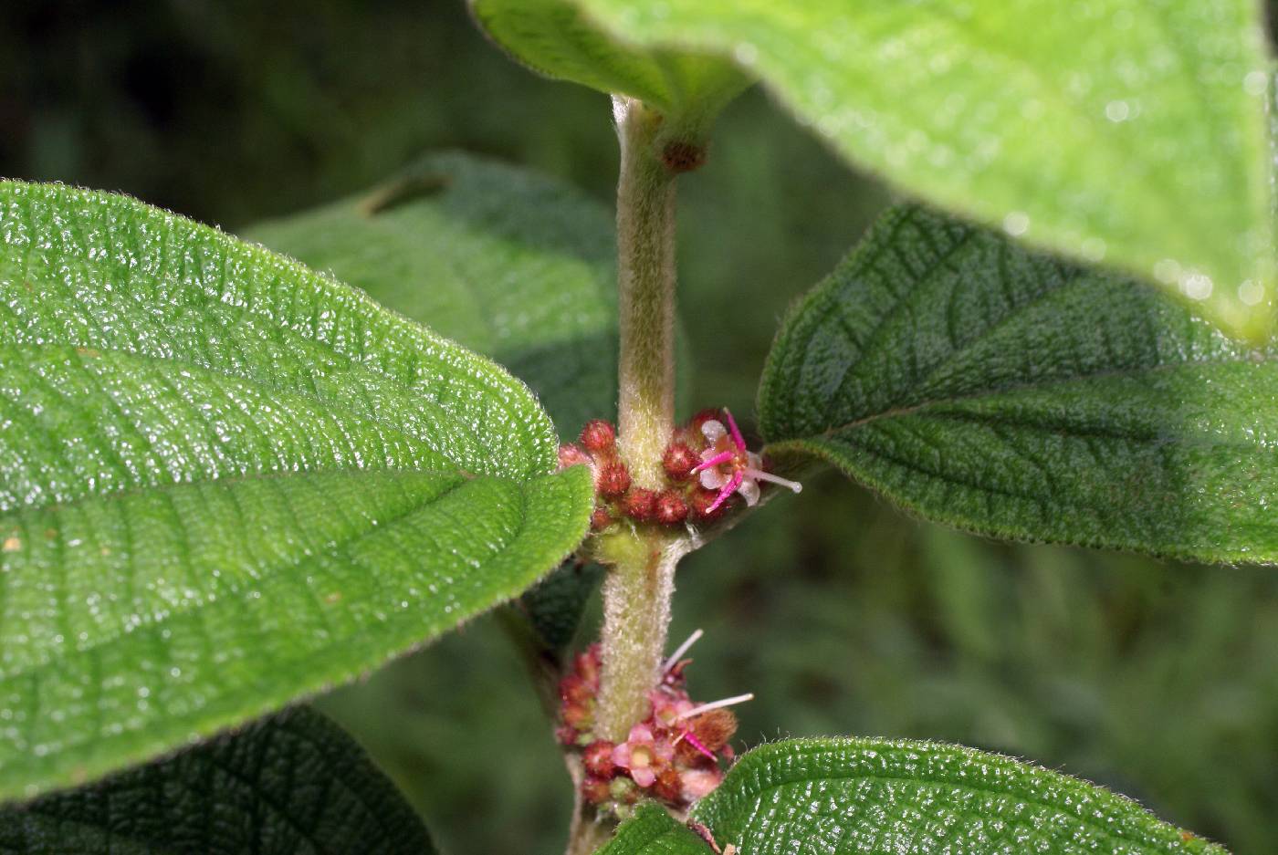 Melastomataceae image