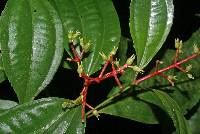 Image of Miconia lateriflora