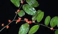 Heisteria acuminata image