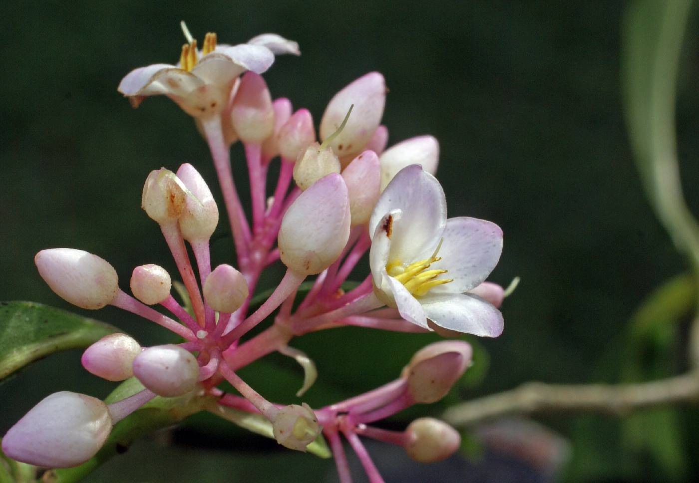 Ardisia bartlettii subsp. bartlettii image