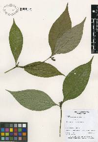 Psychotria gracilenta image