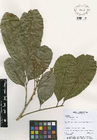Image of Cupania latifolia