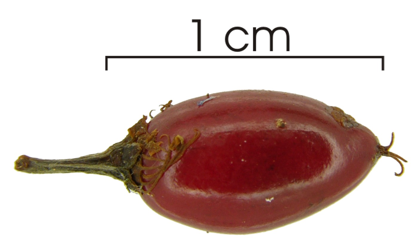 Erythroxylum panamense image