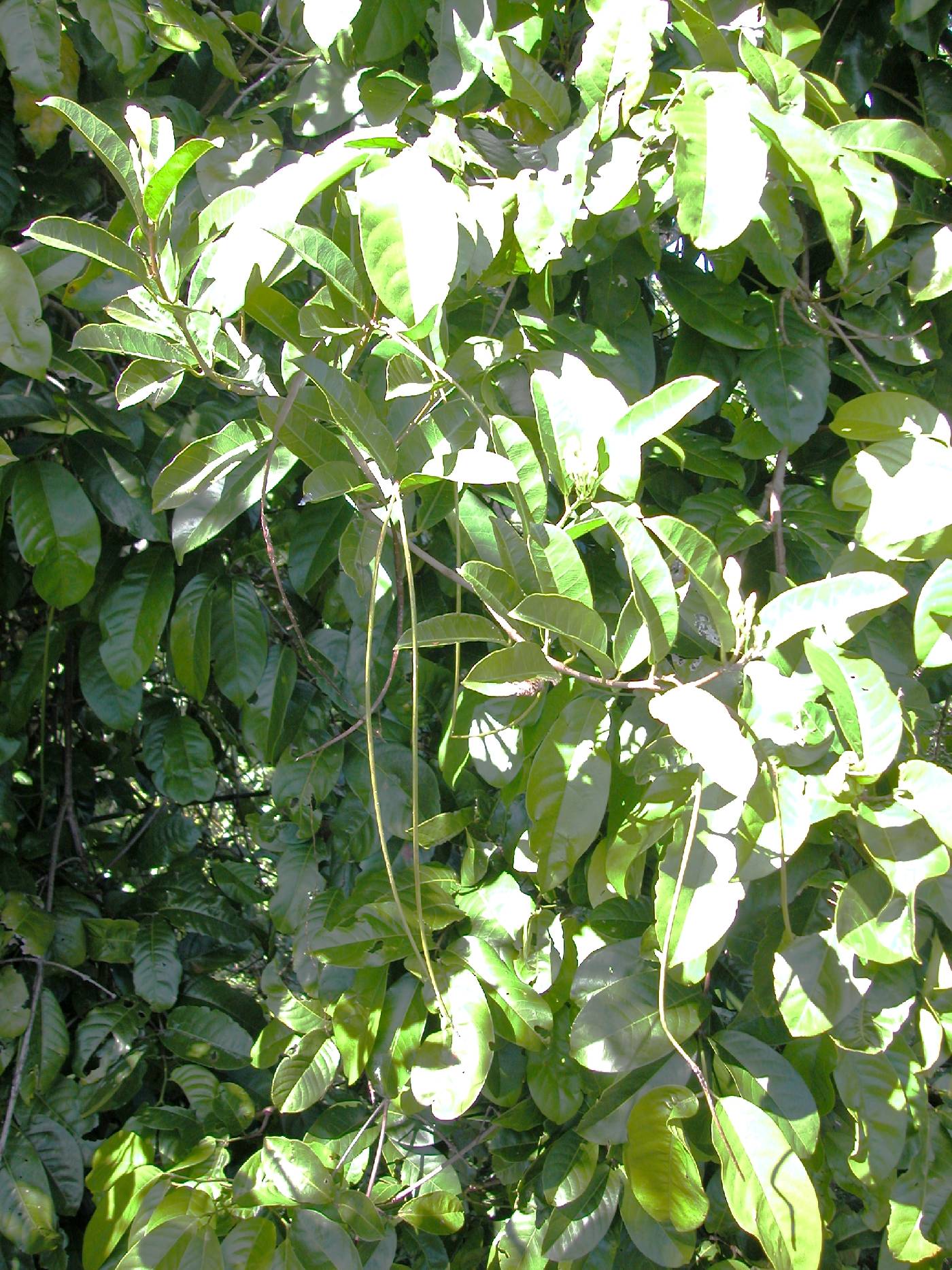 Forsteronia viridescens image