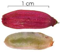 Neea amplifolia image