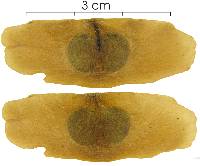 Pleonotoma variabilis image