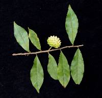 Annona acuminata image