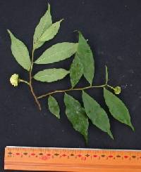 Annona acuminata image