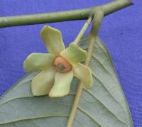 Image of Guatteria diospyroides