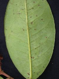 Amanoa guianensis image