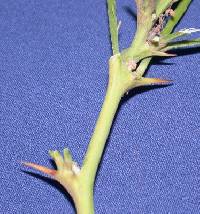 Image of Parkinsonia aculeata