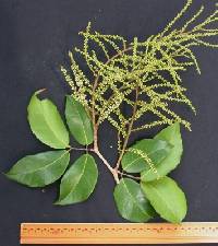 Prioria copaifera image