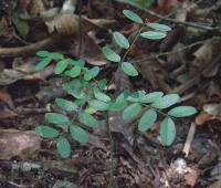 Platypodium elegans image