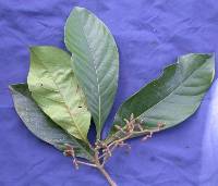 Ocotea insularis image