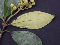 Miconia centronioides image