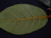 Ficus bullenei image