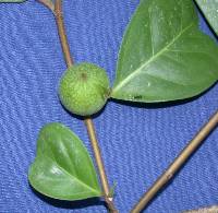 Image of Ficus maxima