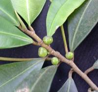 Image of Ficus apollinaris