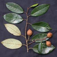 Otoba acuminata image