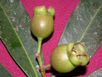 Syzygium jambos image