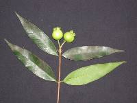 Syzygium jambos image