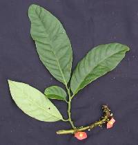 Heisteria macrophylla image