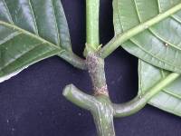 Image of Coussarea latifolia