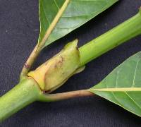 Image of Ladenbergia macrocarpa